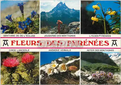 Cartes postales moderne Les Pyrenees Fleurs des Pyrenees II