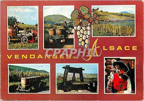 Cartes postales moderne Principaux cepages d'Alsace Tokay Pinot Sivaner