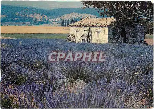 Moderne Karte Les Belles Images de Provence Champ de Lavande