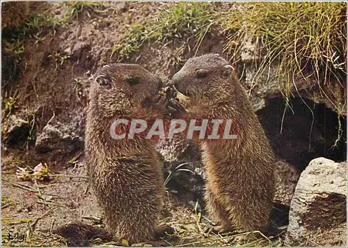 Cartes postales moderne Jeunes marmottes batifolant