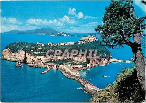 Cartes postales moderne Napoli Ilot de Nisida