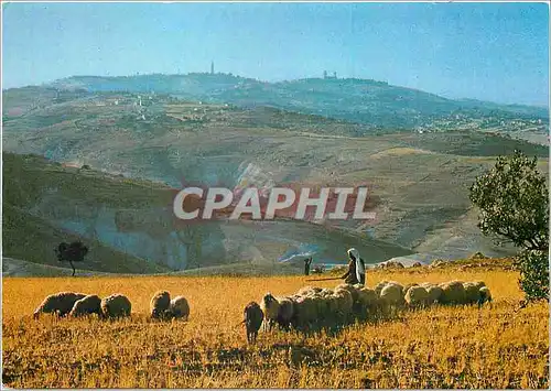 Cartes postales moderne Vue au Jerusalem de la desert de Judees