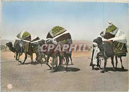 Cartes postales moderne Scenes Types d'Afrique du Nord les Bassours Chameaux