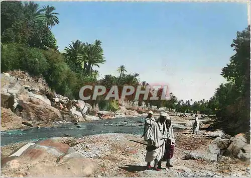 Cartes postales moderne L'Afrique du Nord pittoresque Promenade dans l'Oued