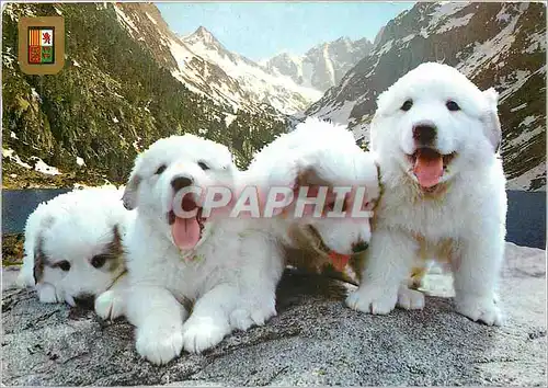 Moderne Karte Chiots des Pyrenees