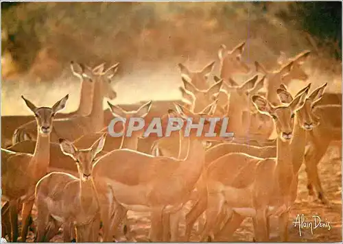 Cartes postales moderne Lumieres d'Afrique Impalas