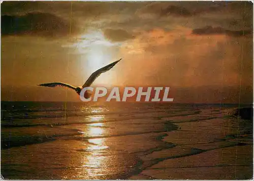 Cartes postales moderne Oiseau de mer au coucher du soleil