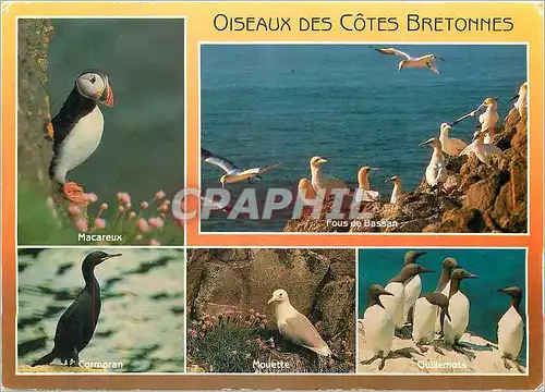 Moderne Karte Couleurs de Bretagne Oiseaux de met de la cote bretonne