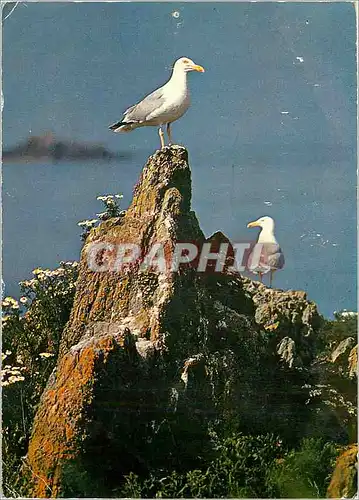 Cartes postales moderne Coulerus de Bretagne Couple de goeland
