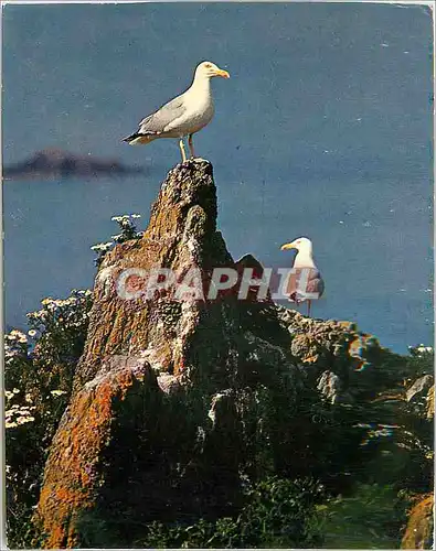 Moderne Karte Coulerurs de Bretagne Couple de goelands