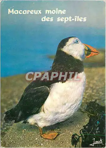 Cartes postales moderne Les Oiseaux de Mer La Cote de Granit Rose l'Archipel des Sept Iles