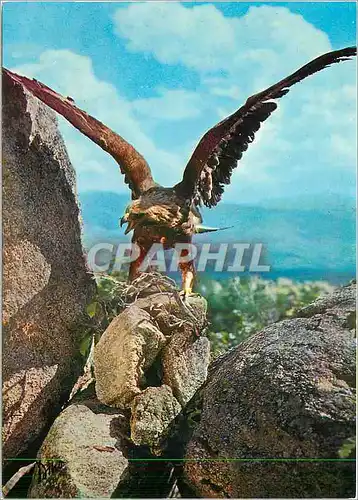 Moderne Karte Faune et Couleurs des Pyrenees Aigle