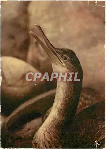 Cartes postales moderne Coulerus de Bretagne Oiseaux de Bretagne Jeune Cormoran