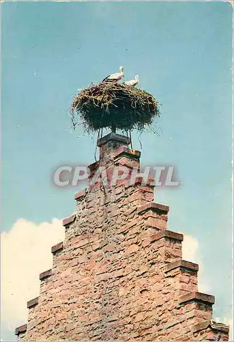 Moderne Karte L'Alsace Pittoresque Nid de Cigognes