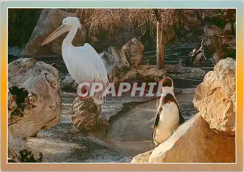 Cartes postales moderne Marienland Cote d'Azur Antibes France Pelican Manchot Humblt