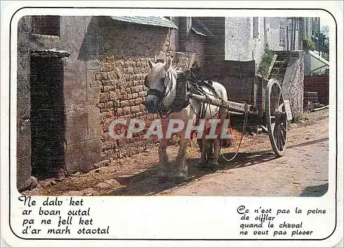 Cartes postales moderne Sagesse de Bretagne