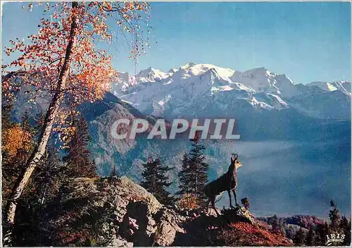 Cartes postales moderne Le chamois des Alpes
