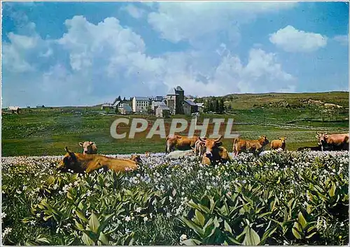 Cartes postales moderne Aubrac Terre d'Espoir L'Estive