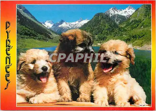 Cartes postales moderne Labrits des Pyrenees