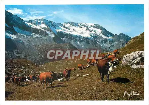 Cartes postales moderne Randonnee en Montagne Vaches