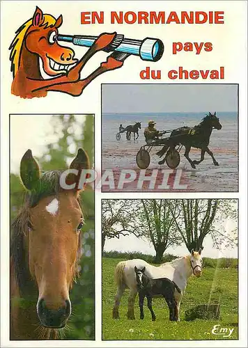 Cartes postales moderne En Normandie Pays du cheval