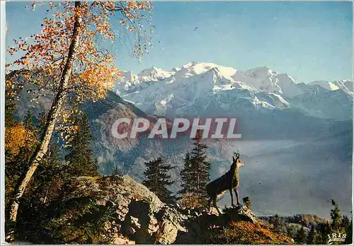 Cartes postales moderne Les Pyrenees Isard