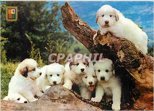 Cartes postales moderne Hautes Pyrenees Chiots des Pyrenees Elevage du comte de Bordes