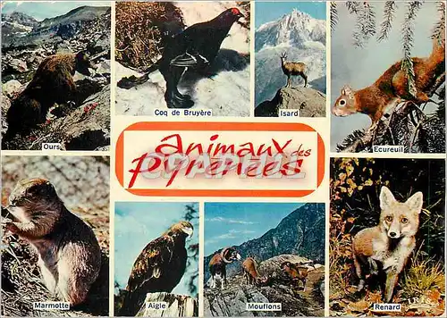 Cartes postales moderne Animaux des Pyrenees Ours Coq de Bruyere Ecureuil Marmotte Aigle Mouflons Renard