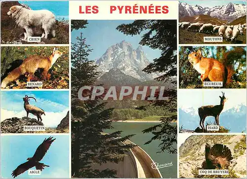 Moderne Karte Les Pyrenees Chien Renard Bouquetin Aigle Ecureuil Moutons Isard Coq de Bruyere