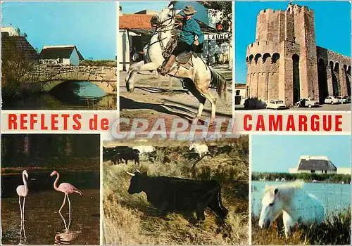 Cartes postales moderne Reflets de Camargue