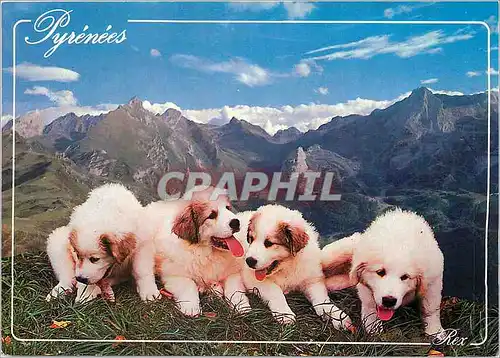 Cartes postales moderne Pyrenees Chiots Montagne Pyrenees