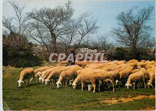 Cartes postales moderne Moutons