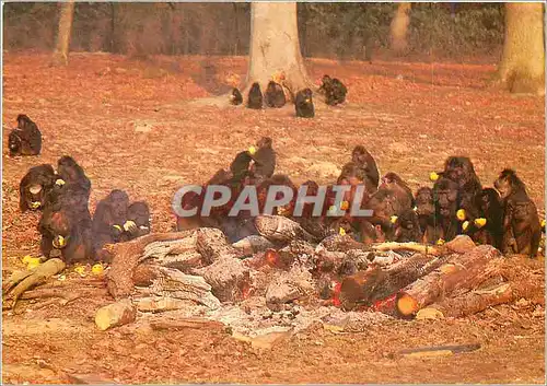 Cartes postales moderne Parc a singes chateau de Thoiry en Yvelines france