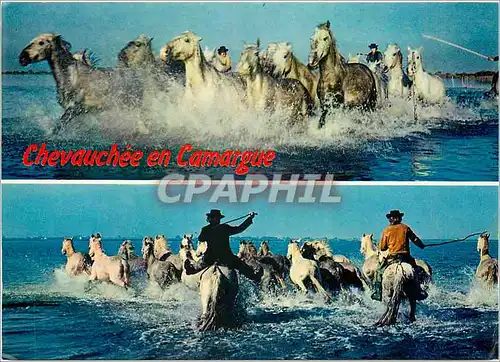Cartes postales moderne En camargue Chevauchee en Camargue