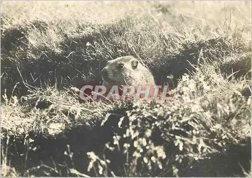 Cartes postales moderne Faune des Alpes Marmotte