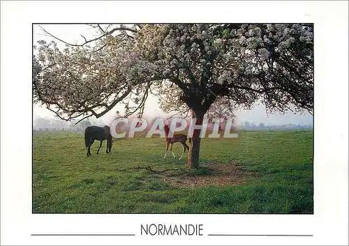 Cartes postales moderne Normandie Tristan Vales