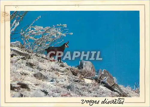 Cartes postales moderne Chamois en pelage d'hiver