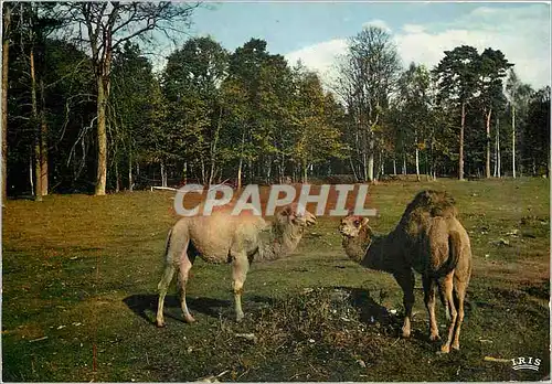 Cartes postales moderne Dromadaires Reserve Africaine Chateau de Thoiry en Yvelines