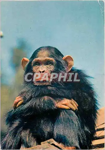 Moderne Karte Faune Africaine Monkey Singe