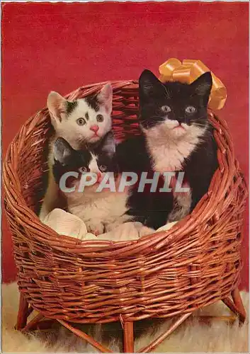 Cartes postales moderne Chats