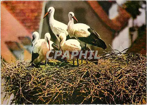 Cartes postales moderne L'Alsace Pittoresque Nid de cigognes