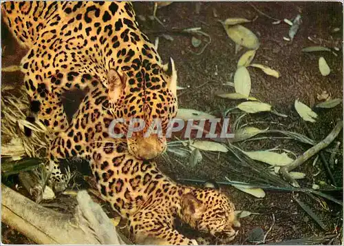 Cartes postales moderne Jougars