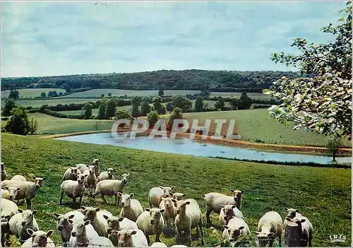 Cartes postales moderne Reflets du Nivernais