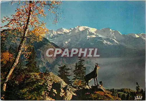 Cartes postales moderne Les Pyrenees Isard