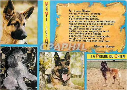 Moderne Karte Mon Meilleur Ami La Priere du Chien Berger allemand