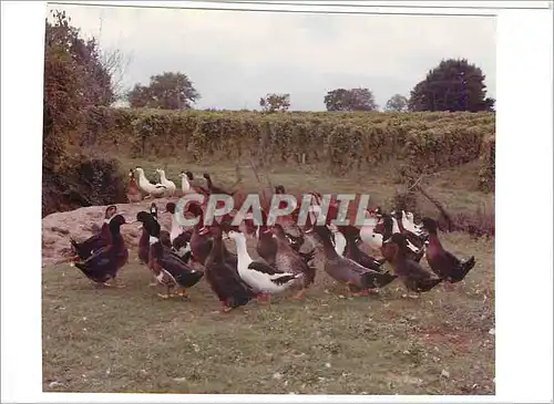 Cartes postales moderne Joyeux Noel Bonne Annee Oies