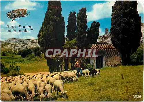 Cartes postales moderne Reflets de Provence Le Berger et son Troupeau