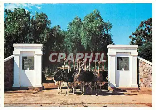 Cartes postales moderne Die ingang na Highgate Vertoonplaas Oudtshoorn Suid Afrika Autruches