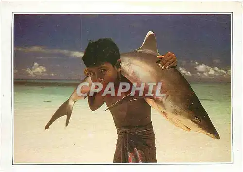 Cartes postales moderne Maldives Requin a pointe blanche