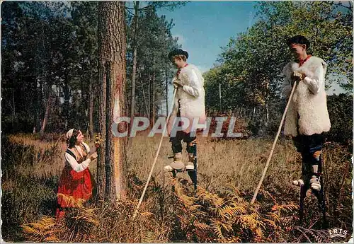Cartes postales moderne Au Pays Landais Les Echassiers